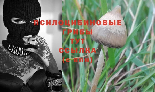 крисы Бородино
